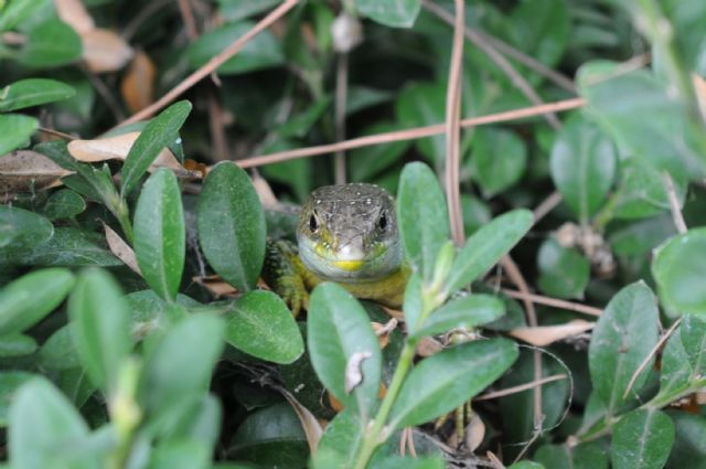 Condividere emozioni (Lacerta bilineata)